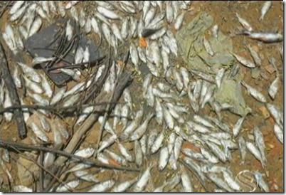 peixe morto rio do sal