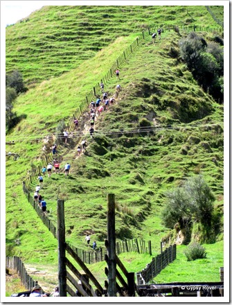 Whangamomona Republic Day. Gut Buster marathon. Up the fence line to the top.