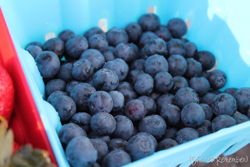 [blueberries%255B3%255D.jpg]