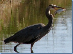 7111 Texas, South Padre Island - Birding and Nature Center - Great Blue Heron with a fish