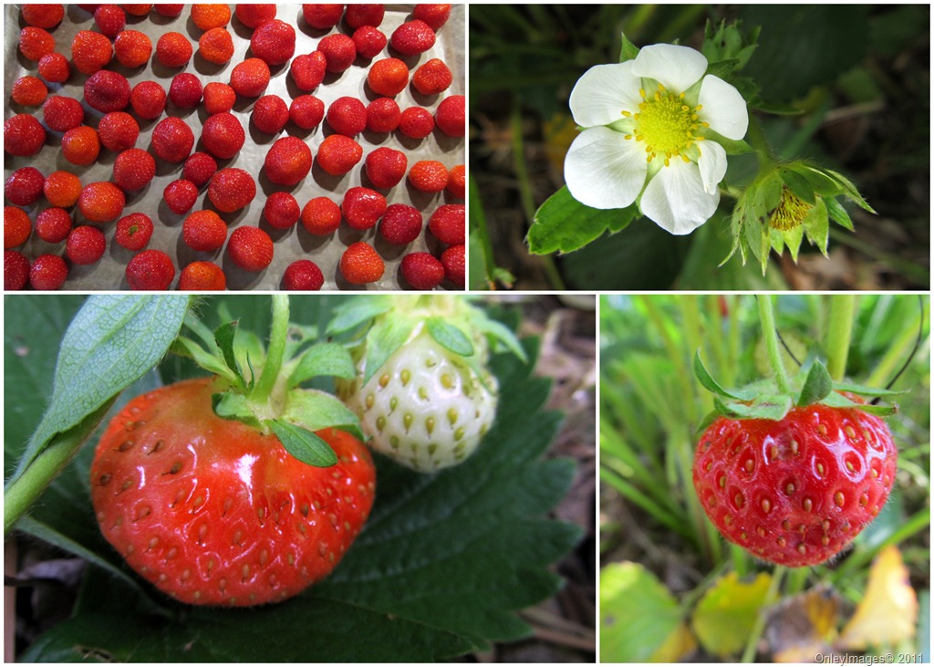 [strawberry%2520collage0523%255B9%255D.jpg]