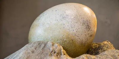 Vị linh mục Công giáo đã trở thành người đầu tiên tìm ra những quả trứng khủng long như thế nào?