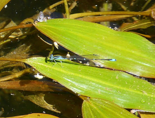 Stream Bluet (Dragonflies and Damselflies of Alabama) · iNaturalist