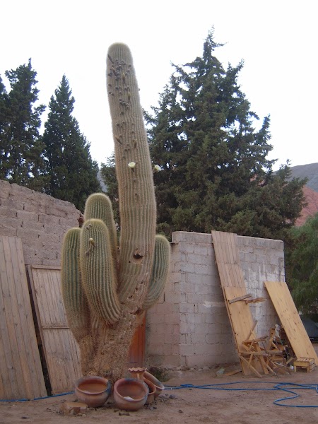 cactus in Argentina