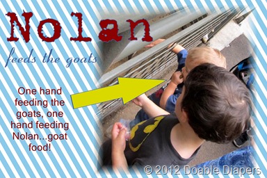 Nolan feeds the goats jpg