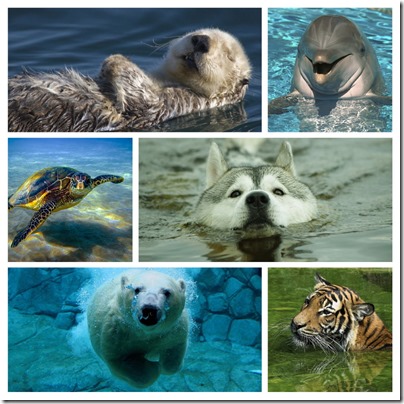 week 44 - animals swimming