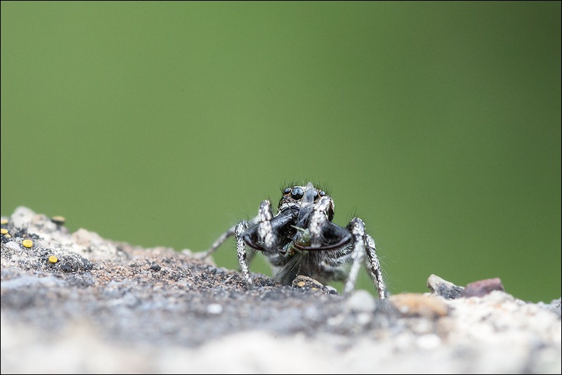 Jumping spider taken with a Sigma 105mm f2.8 lens
