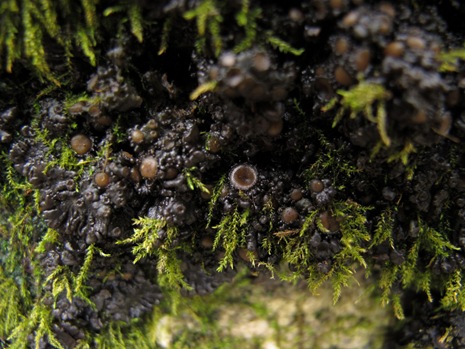 jellylichen closeup