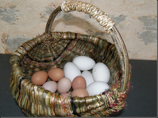 chook and goose eggs in Spring 