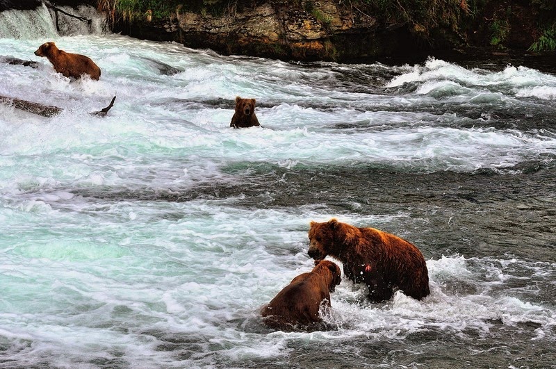 brooks-falls-bears-7