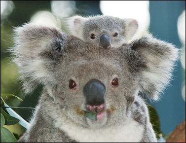 Koala             