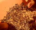 escogeruvas