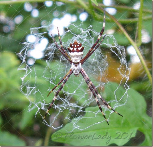 07-15-spider
