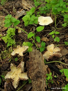 star-shaped old mushrooms