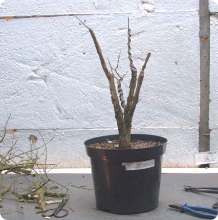 euonymous bonsai 211206 007