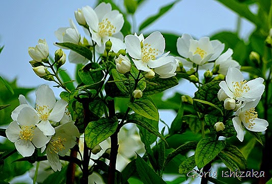 Glória Ishizaka - flor br 1