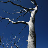 Cards- Nature