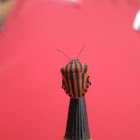 Striped Shield Bug