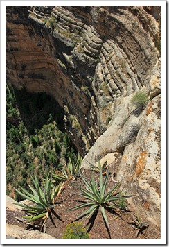 120726_Grand-Canyon-Yavapai-Point_Yucca-baccata