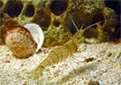 Manche Atlantique grotte du homard crevette bouquet
