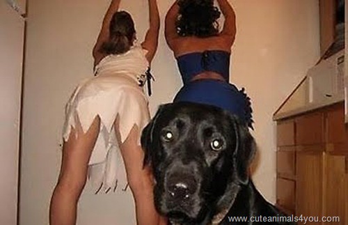 50_Funniest_Animal_Photobombs_Of_All_Time_10