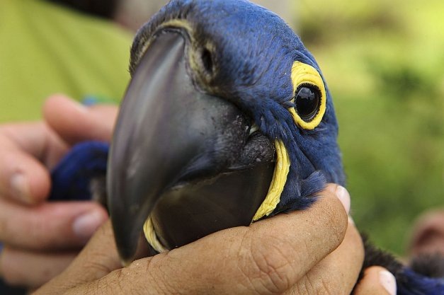 [tn_627_600_Projeto_Arara_Azul-Luciano_Candisani14_12-12-09%255B3%255D.jpg]