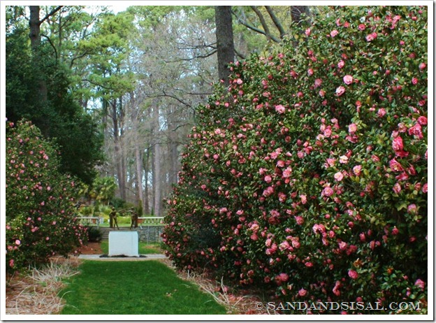 Mrs. Lyman Clarke Camellia (1024x733)