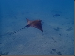 Underwater ray
