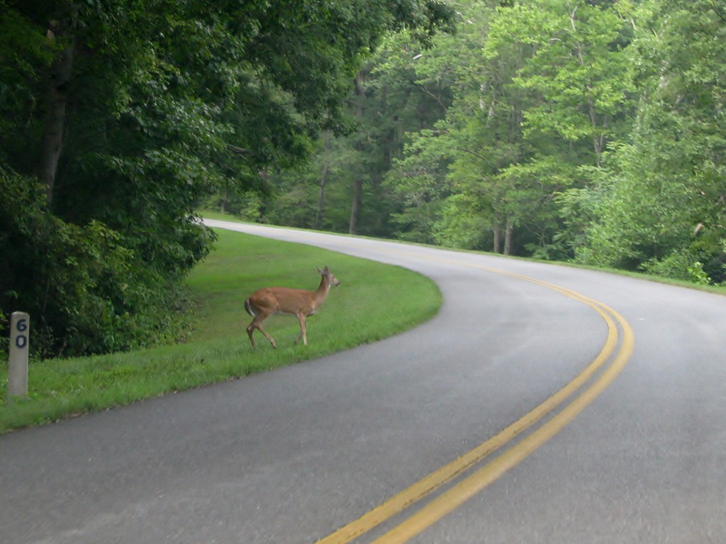 [1030%2520Virginia%2520-%2520Blue%2520Ridge%2520Parkway%2520North%2520-%2520white-tailed%2520deer%2520and%2520mile%2520marker%2520post%255B3%255D.jpg]