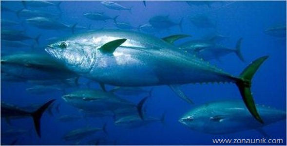 Bluefish-tuna
