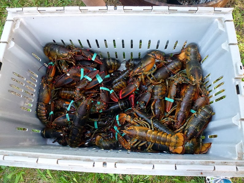 [04---Lobster-Boil---The-Lobsters4.jpg]