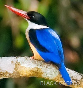 [BLACK-CAPPED-KINGFISHER6.jpg]