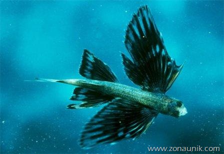 [Four-winged-flying-fish%255B3%255D.jpg]