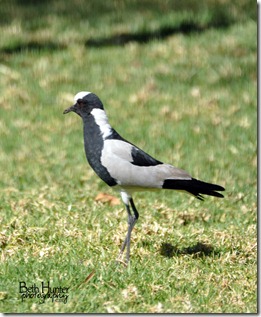 cr-Lapwing-Plover