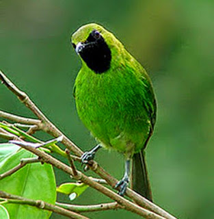 Download mp3 suara aneka burung cucak cucak hijau