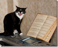 gato pianista blogdeimagenes (11)