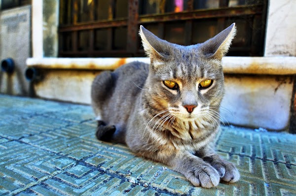 DSC_4417.JPG