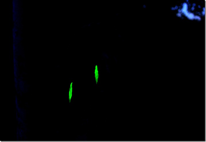 glow in the dark eyes total amy renea a nest for all seasons
