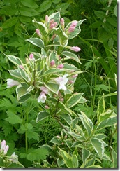 smeaton weigelia