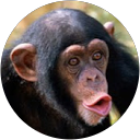 Apeboy21