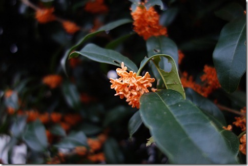 r-DSC02303 r-DSC02303
