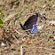 Red-spotted Purple