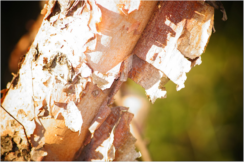 free-tree-bark-pictures-1 (2382)