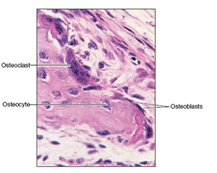 osteoclasts and osteoblasts