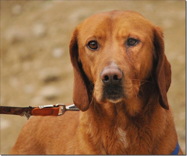 argo argo