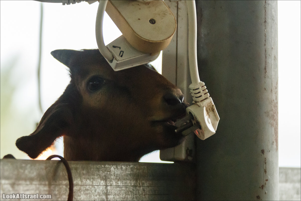 Менахемия - Козья Ферма Аз Из и медицинский музей Бейт ха-Рофе | Menahemia - As Is farm and medical museum | LookAtIsrael.com - Фото путешествия по Израилю | מנחמיה - חוות עז עיז ובית הרופא