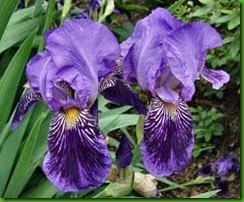 Purple Iris Germanica