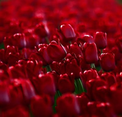[flowers-red%255B5%255D.jpg]