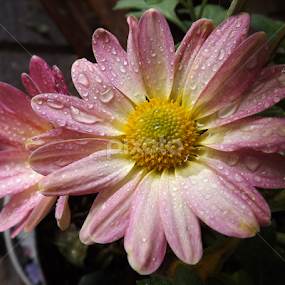 by Ana Cárdenas O - Flowers Flower Gardens