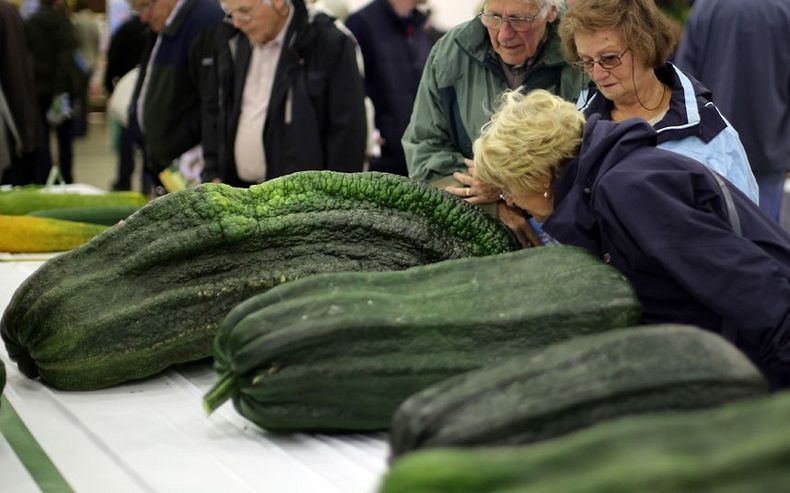 giant-vegetables-9